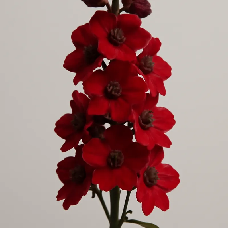 Ridderspoor – rood – afbeelding 1