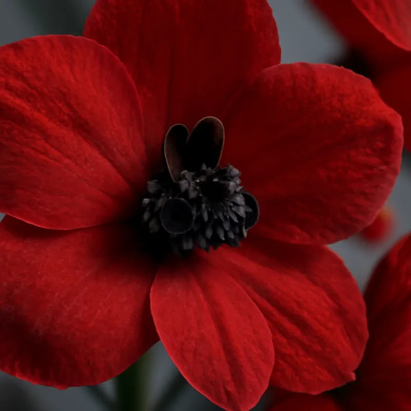 Ridderspoor – rood – afbeelding 2