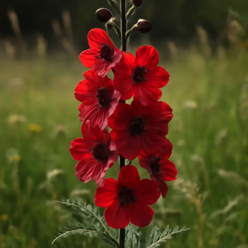 Ridderspoor – rood – afbeelding 4