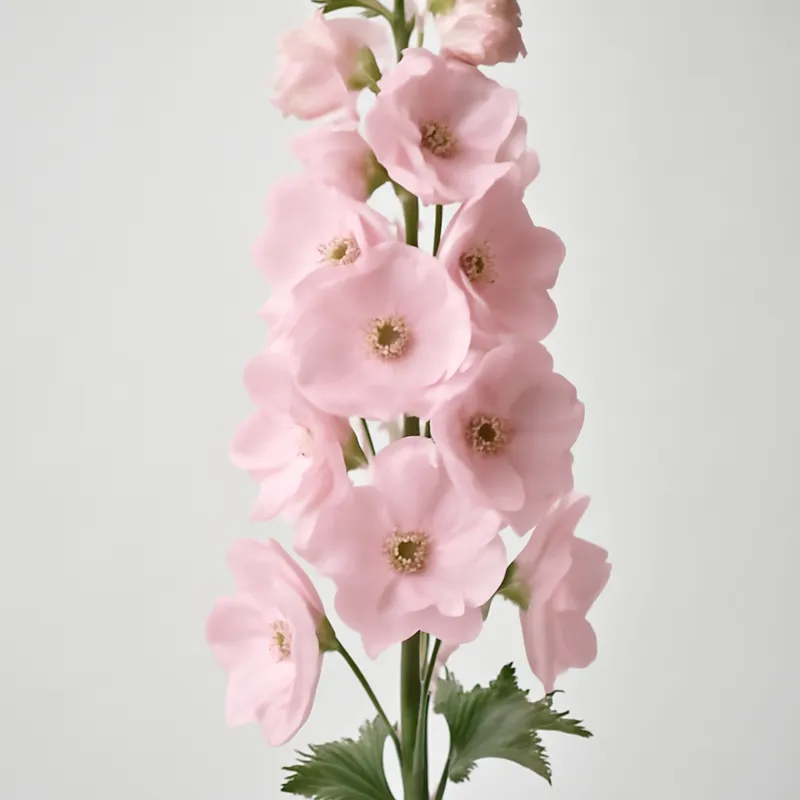 Ridderspoor – roze – afbeelding 1