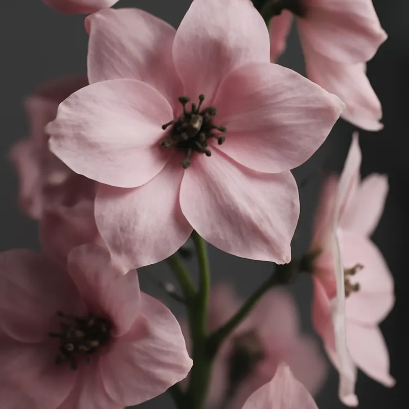 Ridderspoor – roze – afbeelding 2