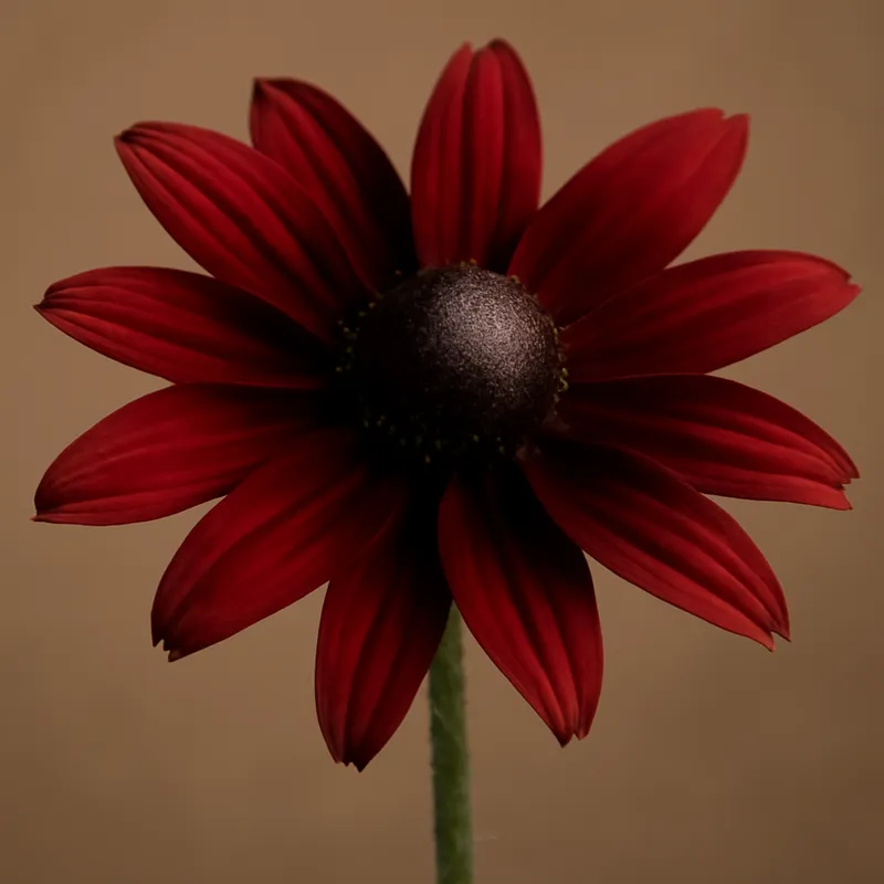 Rudbeckia – rood – afbeelding 1