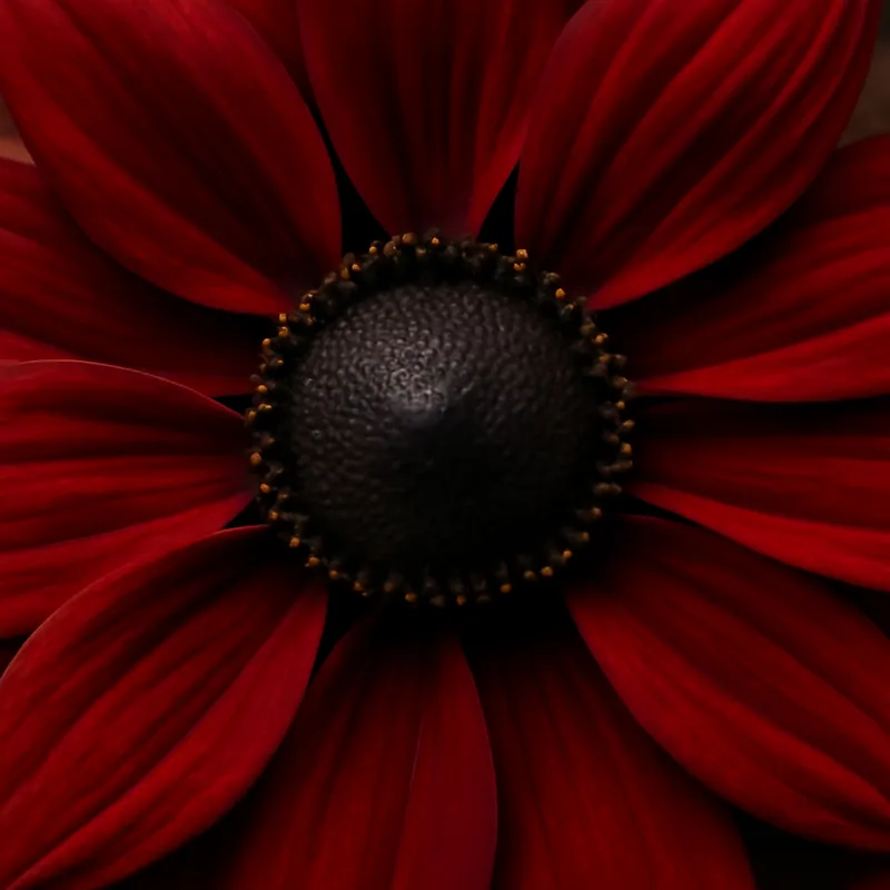 Rudbeckia – rood – afbeelding 2