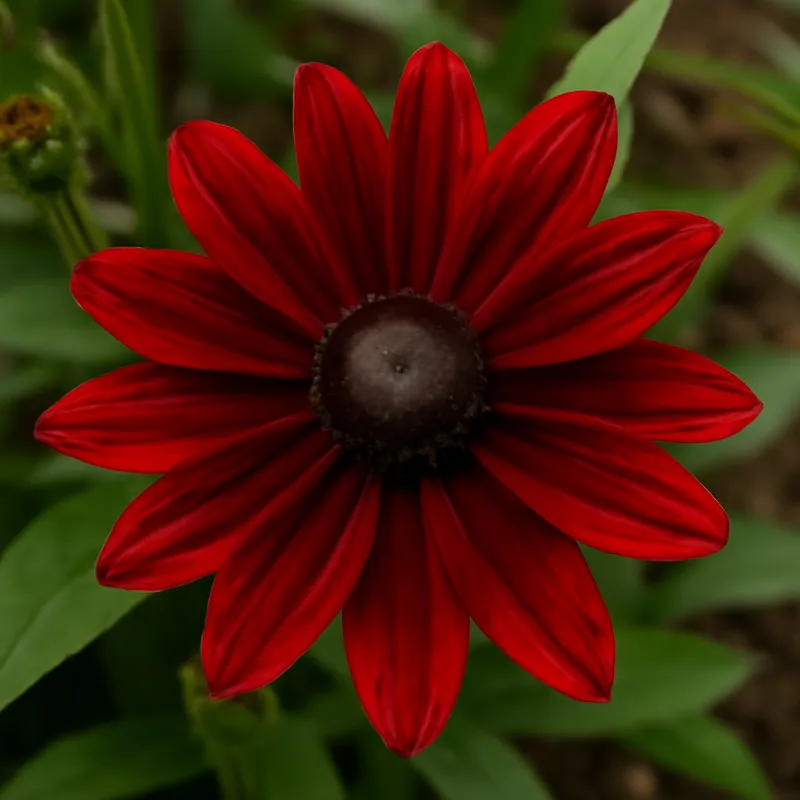 Rudbeckia – rood – afbeelding 4