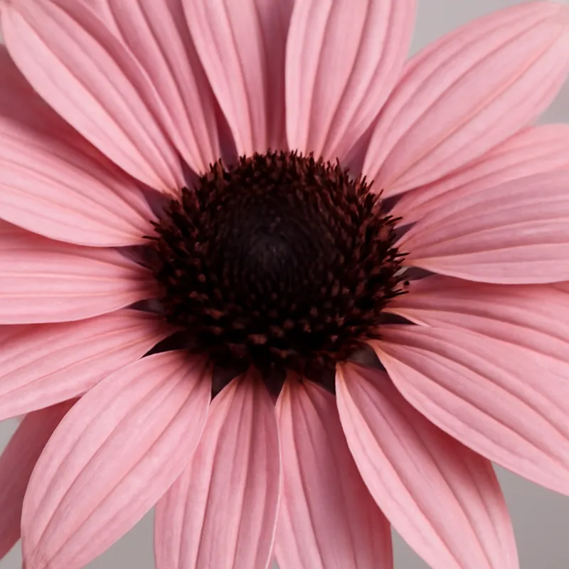 Rudbeckia – roze – afbeelding 2