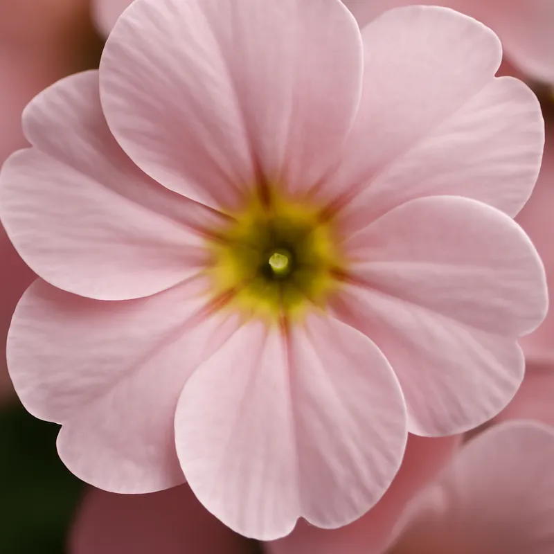 Sleutelbloem – roze – afbeelding 2