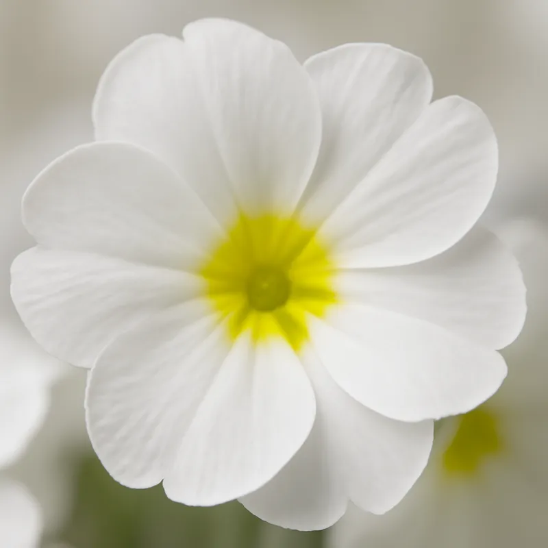 Sleutelbloem – wit – afbeelding 2