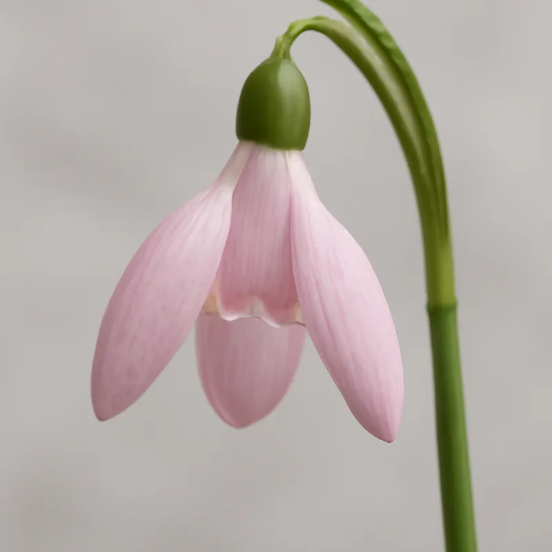 Sneeuwklokje – roze – afbeelding 1