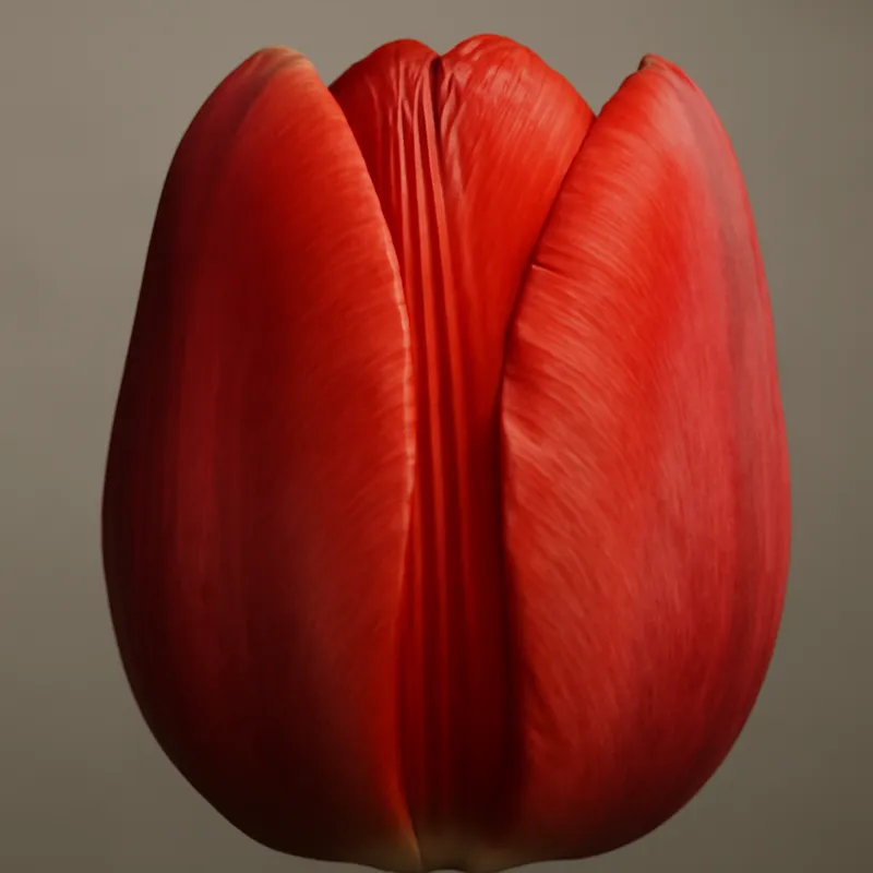 Tulp – klassiek – afbeelding 2