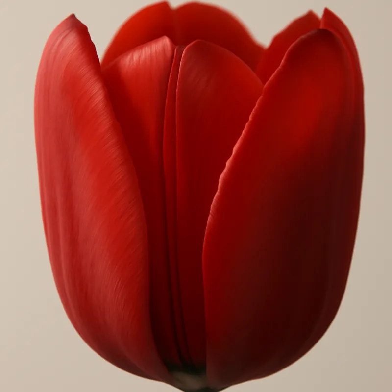Tulp – rood – afbeelding 2