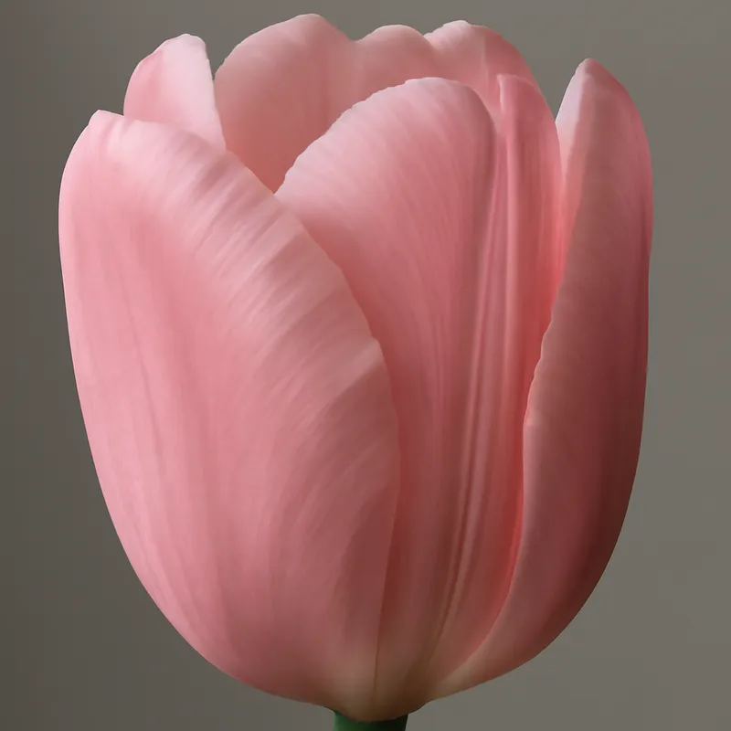 Tulp – roze – afbeelding 2