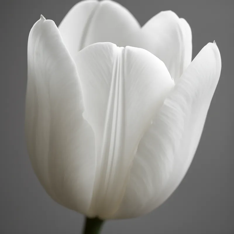 Tulp – wit – afbeelding 2