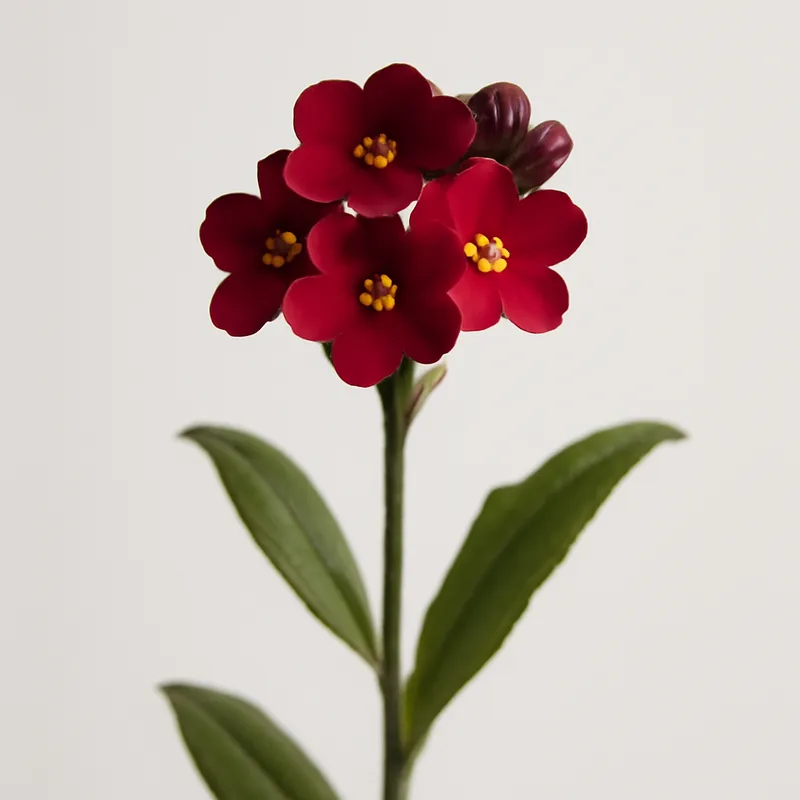 Vergeet-mij-nietje – rood – afbeelding 1