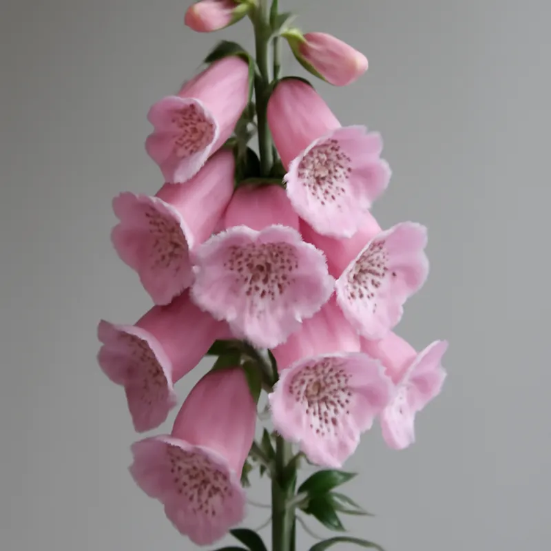 Vingerhoedskruid – roze – afbeelding 1