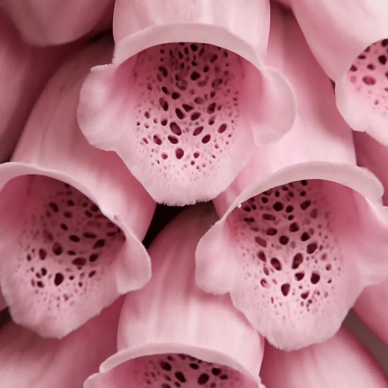 Vingerhoedskruid – roze – afbeelding 2