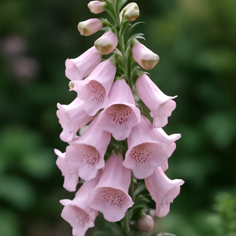 Vingerhoedskruid – roze – afbeelding 4
