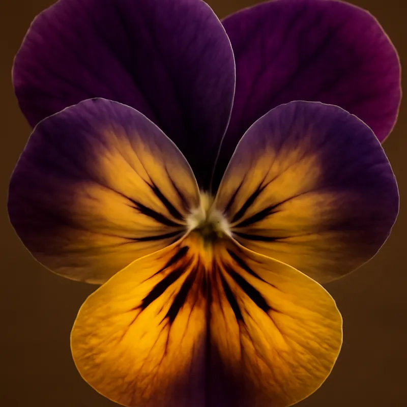 Viooltje – klassiek – afbeelding 2