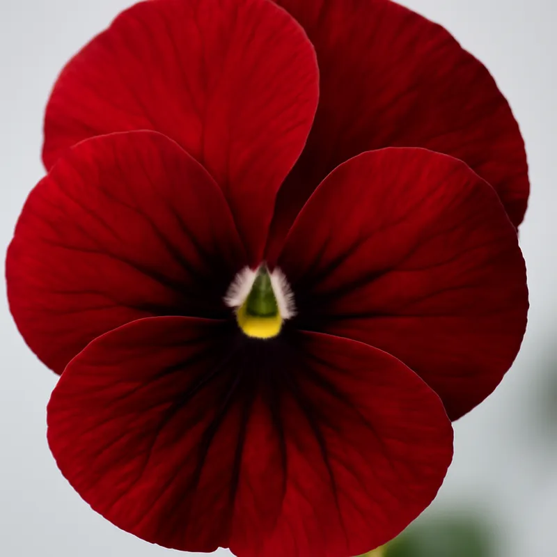 Viooltje – rood – afbeelding 2