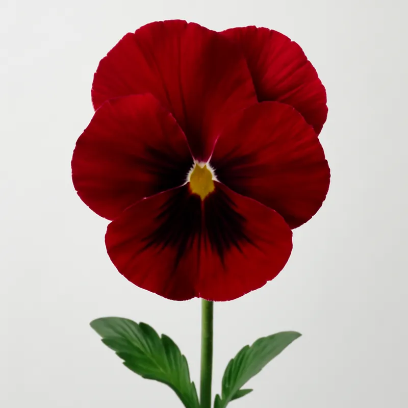 Viooltje – rood – afbeelding 1