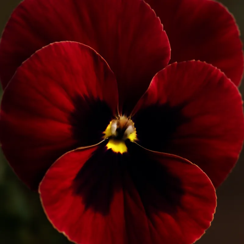 Viooltje – rood – afbeelding 2