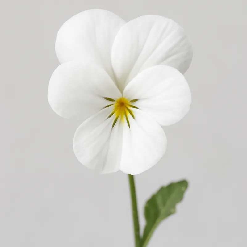 Viooltje – wit – afbeelding 1