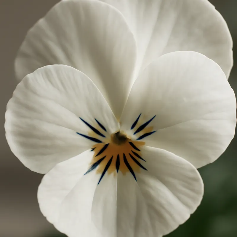 Viooltje – wit – afbeelding 2