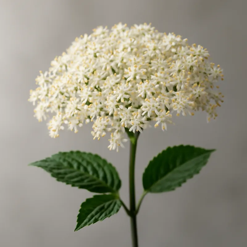 Vlier – klassiek – afbeelding 1