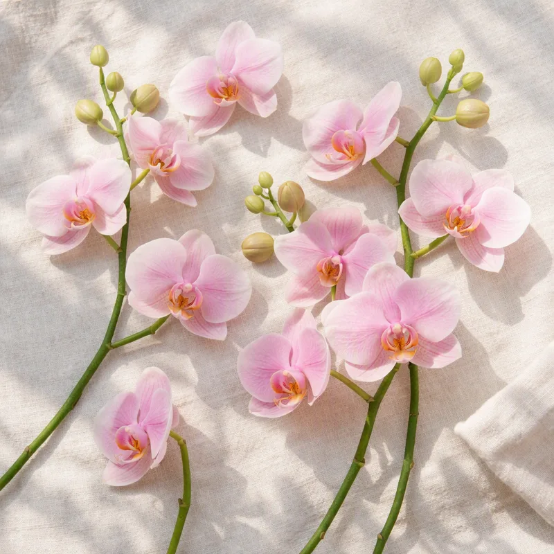 Vlinderorchidee - roze - afbeelding 4
