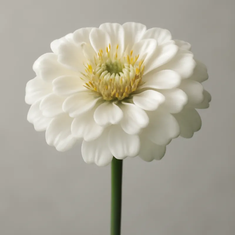 Zinnia – wit – afbeelding 1