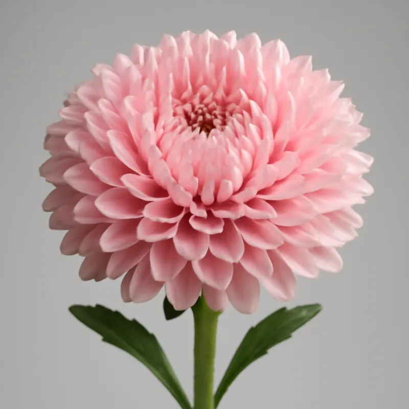 Zomeraster – roze – afbeelding 1