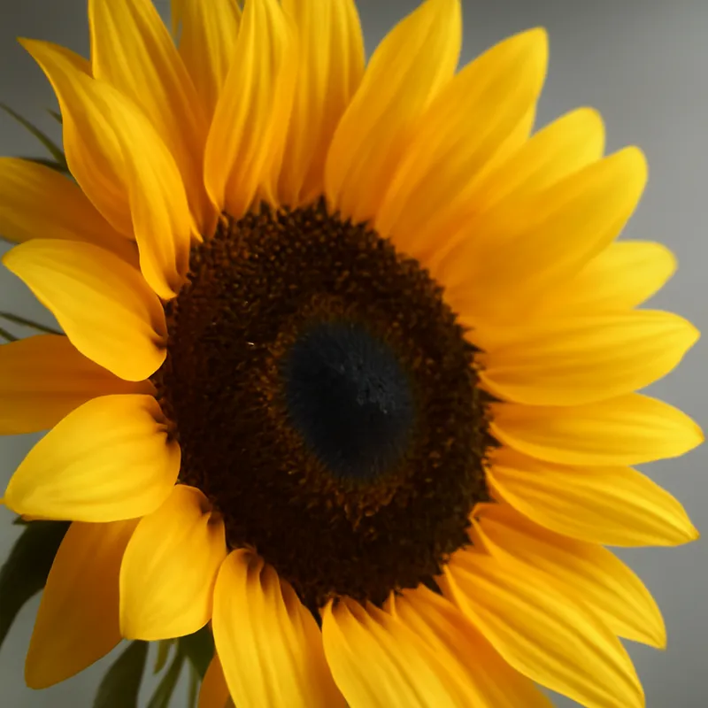 Zonnebloem – klassiek – afbeelding 2
