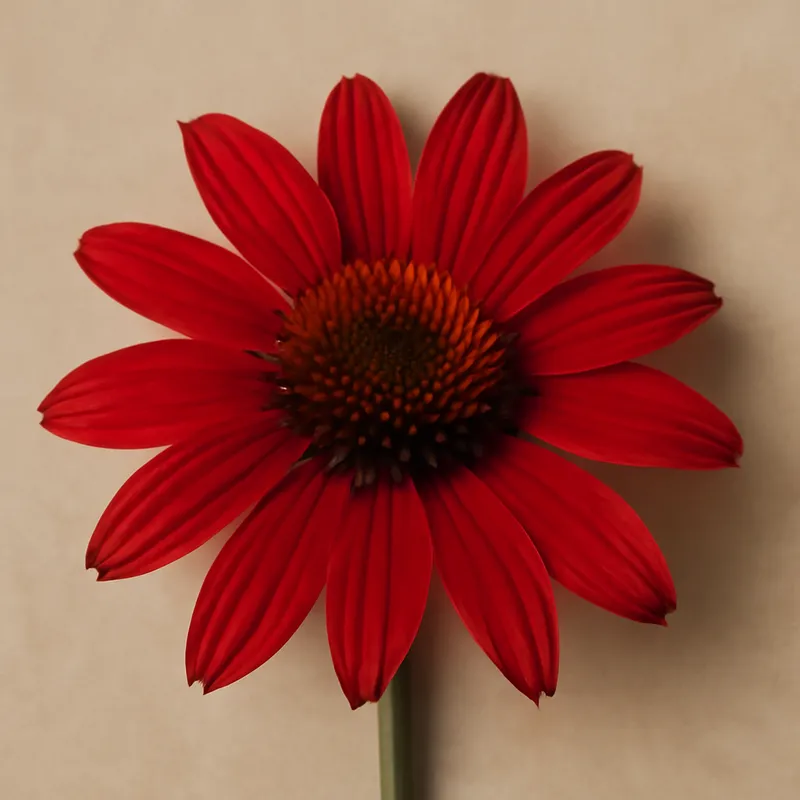 Zonnehoed – klassiek – afbeelding 1