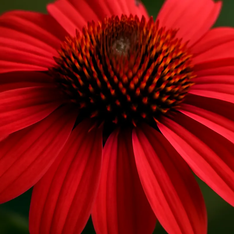 Zonnehoed – klassiek – afbeelding 2