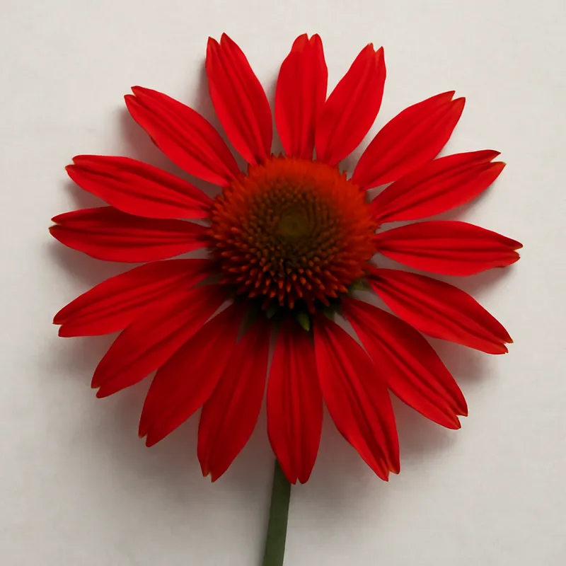 Zonnehoed – rood – afbeelding 1