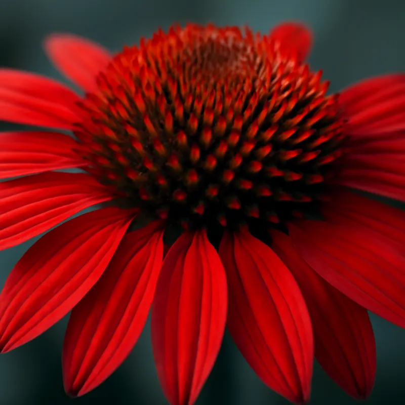 Zonnehoed – rood – afbeelding 2