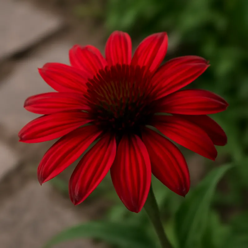 Zonnehoed – rood – afbeelding 4