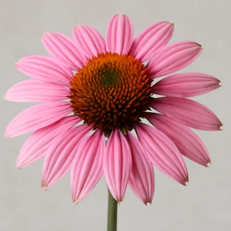 Zonnehoed – roze – afbeelding 1