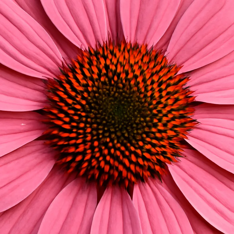 Zonnehoed – roze – afbeelding 2