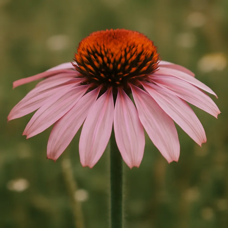 Zonnehoed – roze – afbeelding 4