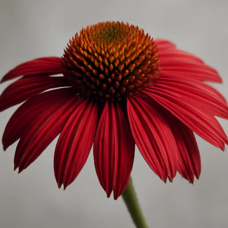 Zonnehoed – wit – afbeelding 1