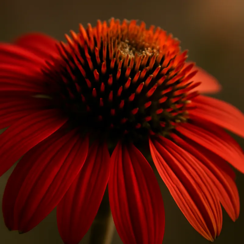 Zonnehoed – wit – afbeelding 2