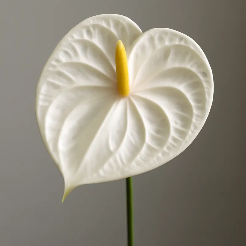 Anthurium (flamingoblomma) - wit – afbeelding 1