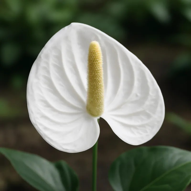 Anthurium (flamingoblomma) - wit – afbeelding 4