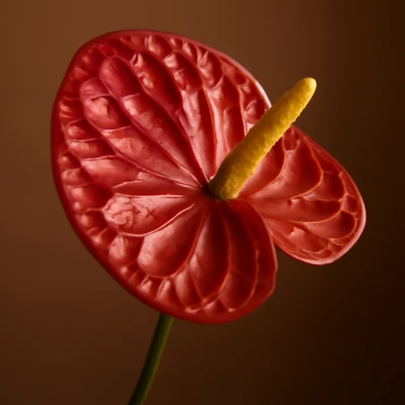 Anthurium (flamingoblomma) - klassiek – afbeelding 1