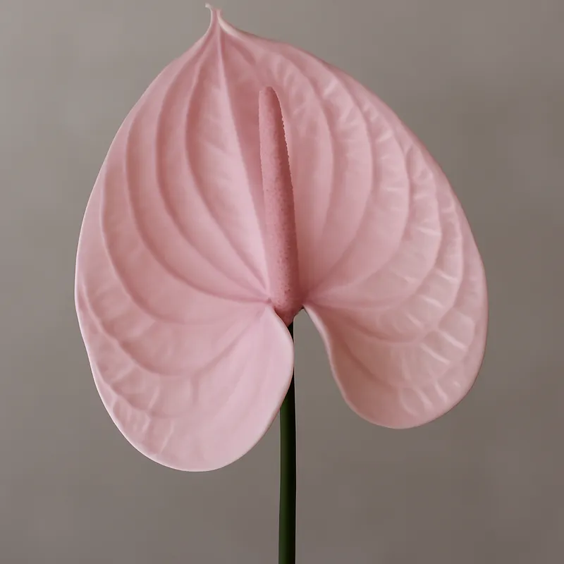 Anthurium (flamingoblomma) - roze – afbeelding 1