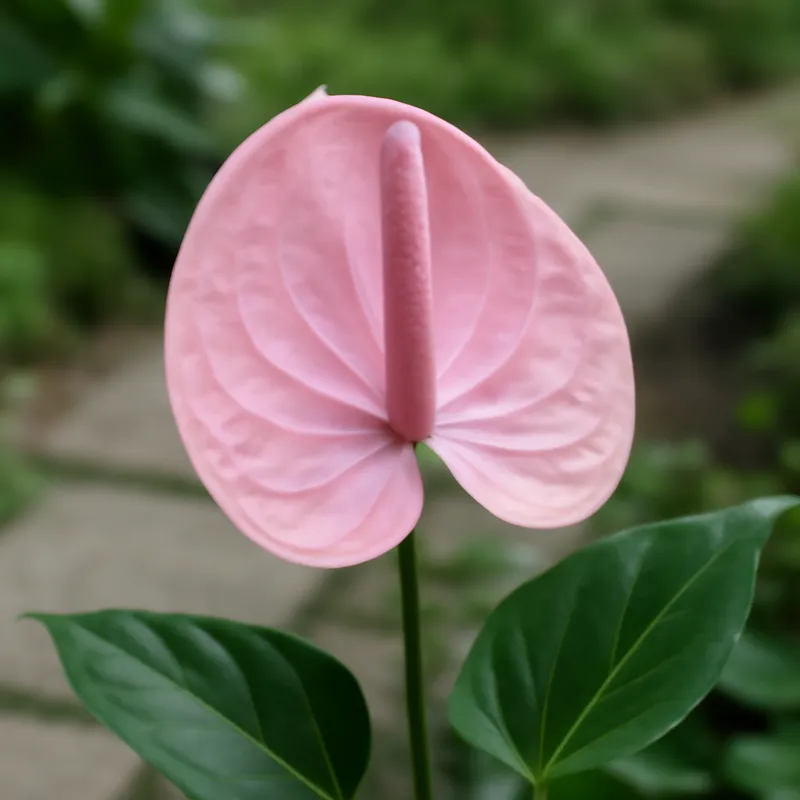 Anthurium (flamingoblomma) - roze – afbeelding 4