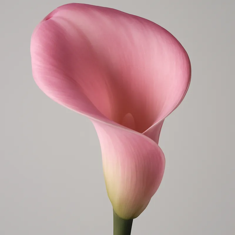 Kalla (calla) - roze – afbeelding 1