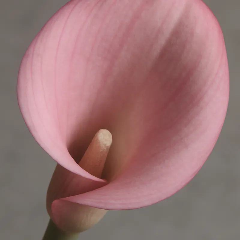 Kalla (calla) - roze – afbeelding 2