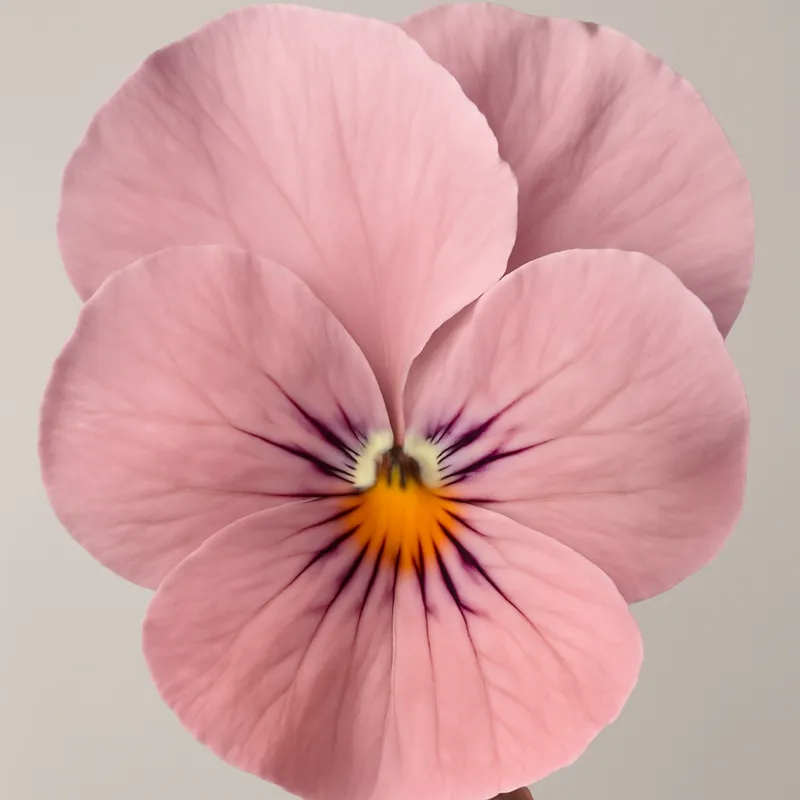 Viol - roze – afbeelding 2