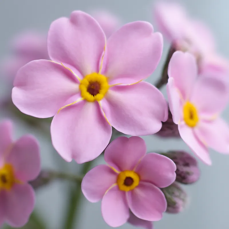 Forglemmeiei - roze – afbeelding 2